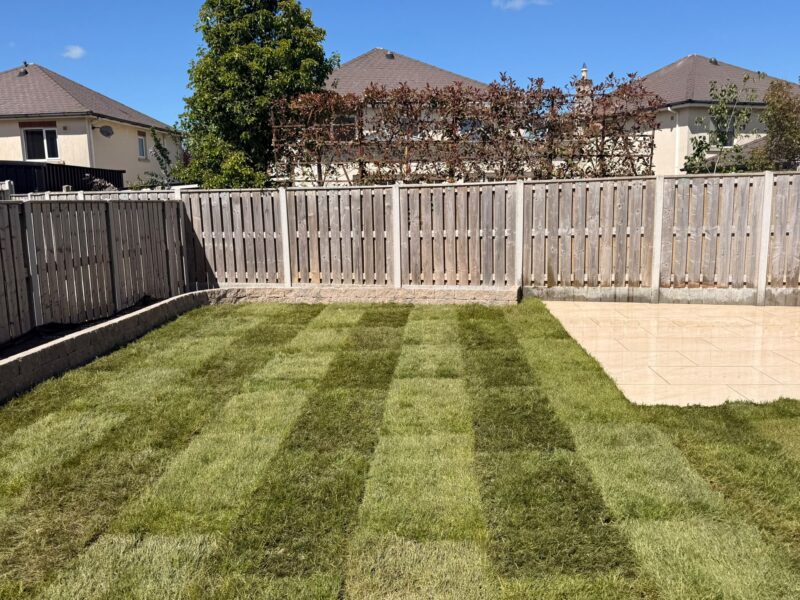 Lawn Turfing